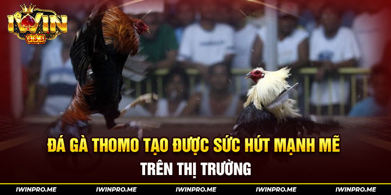 Đá gà Thomo tạo được sức hút mạnh mẽ trên thị trường